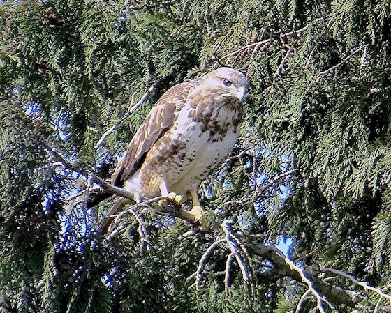 buzzard